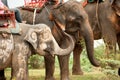 Elephant family happiness with water after Ordination parade on Royalty Free Stock Photo